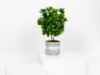 Picture of Artificial Plant Pot -2