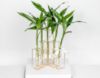 Picture of Bamboo Plant Stand 