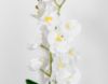 Picture of Artificial White Orchid Pot