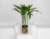 Picture of 5 Bamboo Branches Vase