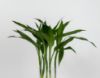 Picture of 5 Bamboo Branches Vase