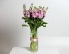 Picture of Pink Matthiola