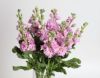 Picture of Pink Matthiola