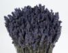 Picture of Blue Lavender