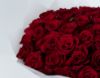 Picture of 100 Red Rose | White wrapping