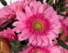 Picture of Pink Gerbera with chocolate