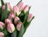 Picture of 20 Pink Tulips Vase