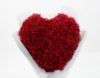 Picture of Gypsophila Red Heart 