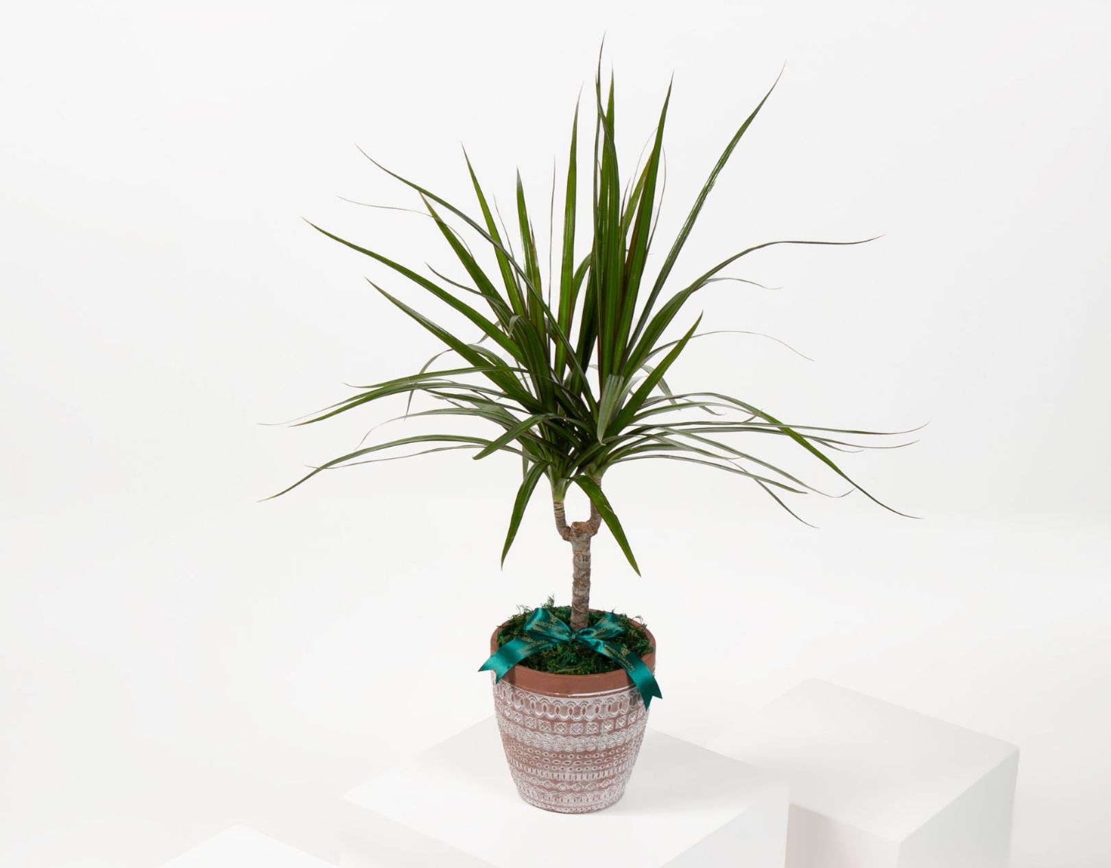 Dracaena Marginata Plant|Online Shop for Beautiful Flowers and Gifts ...