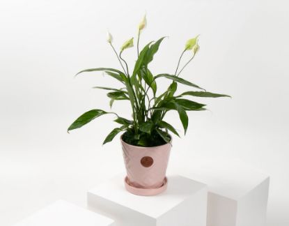 Picture of Spathiphyllum plant 02