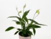 Picture of Spathiphyllum plant 02