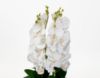 Picture of Artificial White Orchid Pot 02