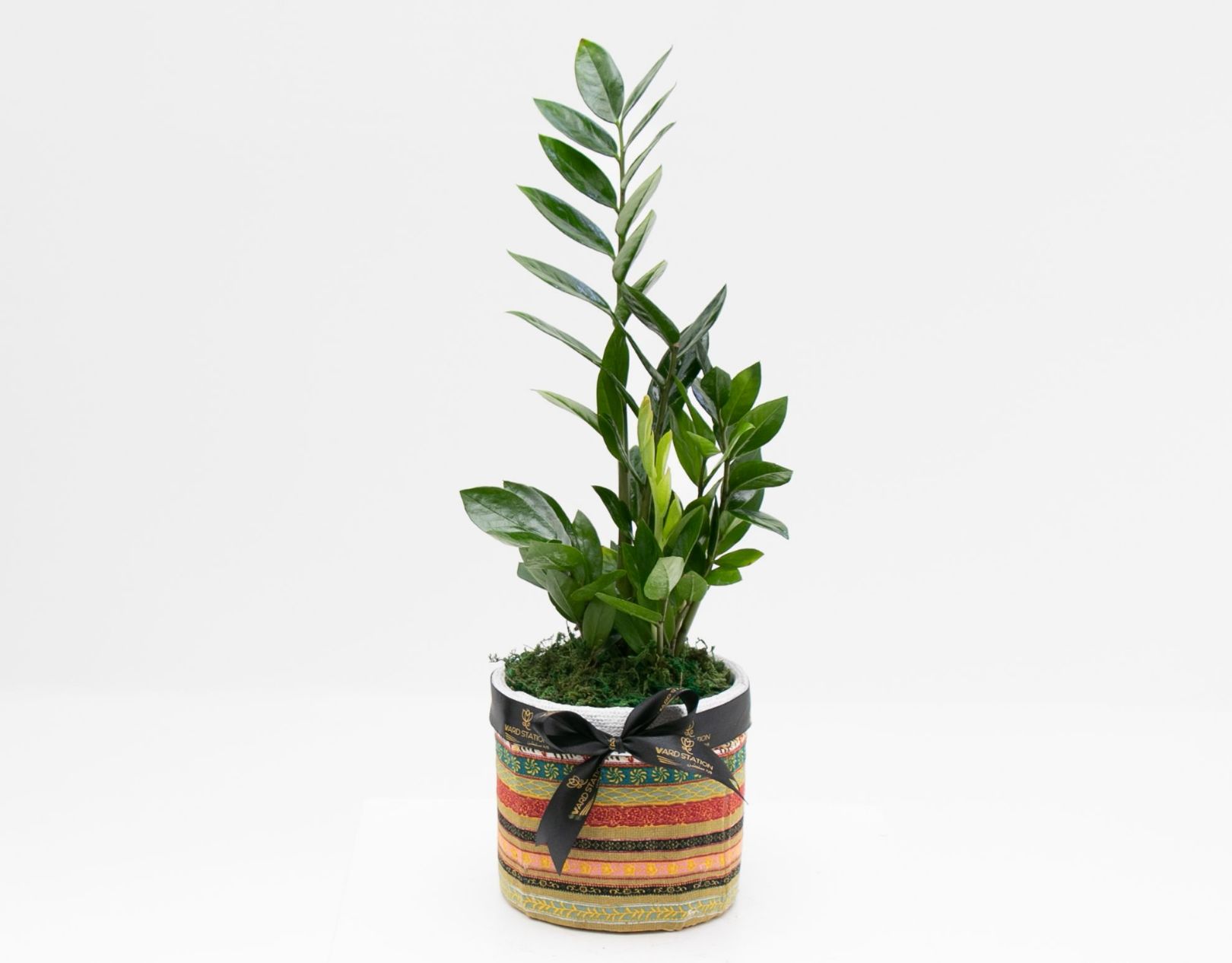 Zamia Plant | Founding day |Online Shop for Beautiful Flowers and Gifts ...