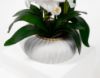 Picture of Artificial White Orchid Pot 02