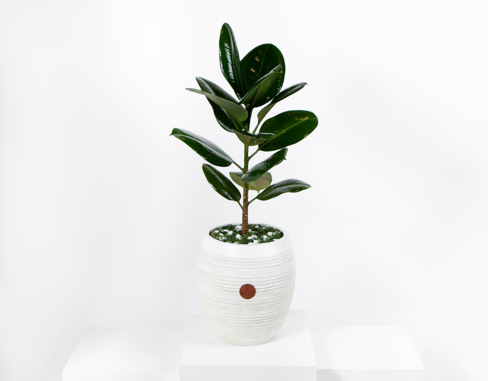 Picture of Ficus Robusta Plant 02