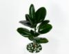 Picture of Ficus Robusta Plant 02