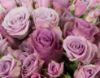 Picture of Purple Roses Bouquet