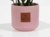 Picture of Zamia Plant | Pink Pot