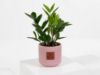 Picture of Zamia Plant | Pink Pot