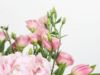 Picture of Pink Blush Harmony  | VASE