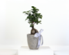 Picture of Zen Bonsai Delight 