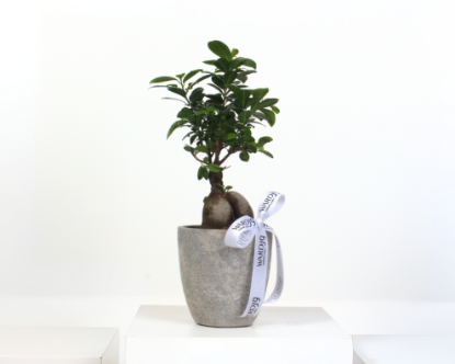 Picture of Zen Bonsai Delight 