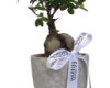 Picture of Zen Bonsai Delight 